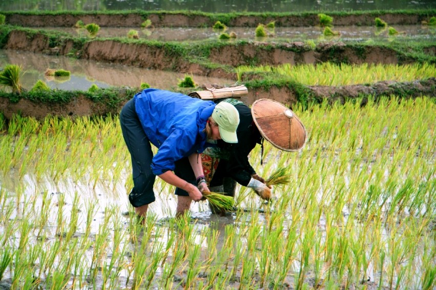 Rice Fields Thailand: The Spirit of Greng Jai