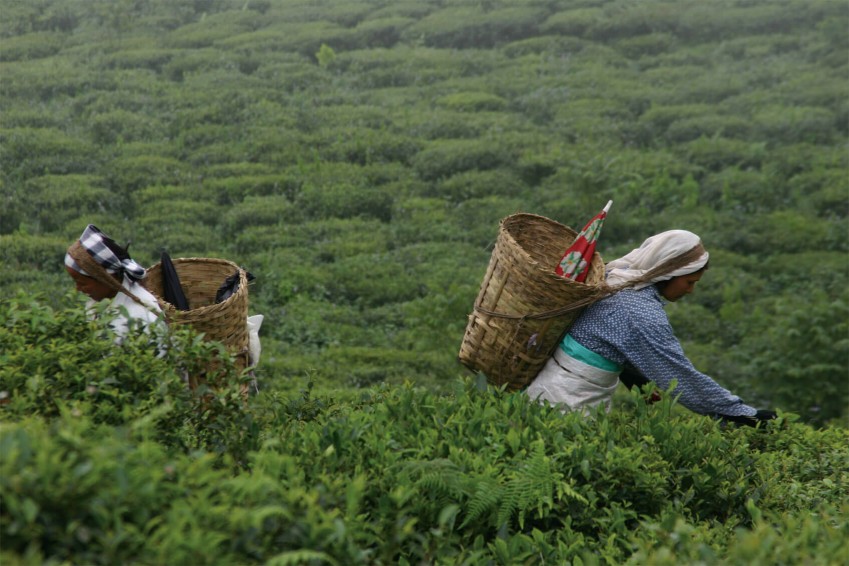 Farming Tea in Sikkim