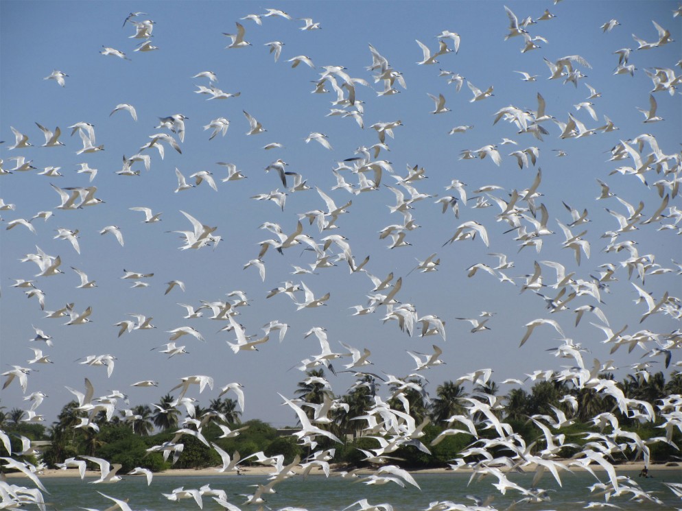 Summer Travel Abroad Senegal Africa Where There Be Dragons