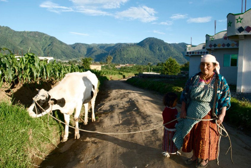 Guate-09_India-Bulkeley,-woman-and-cow