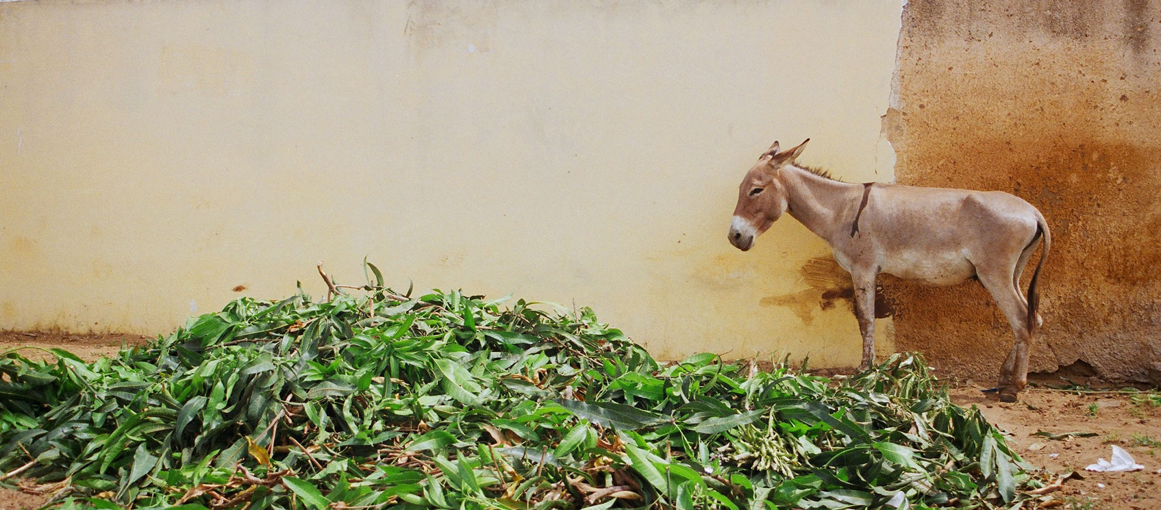 Summer Travel Abroad Senegal Africa Where There Be Dragons