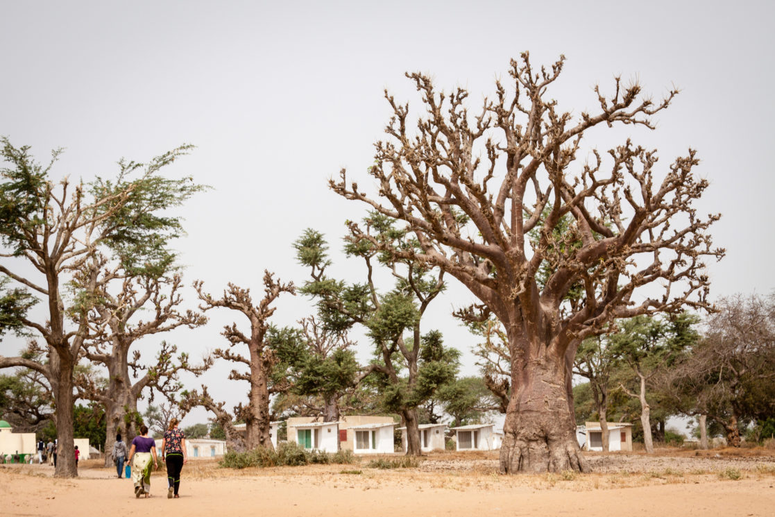 Gap Year Senegal Bridge Year Princeton Where There Be Dragons Homestay