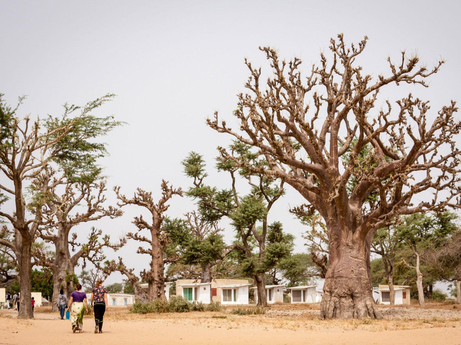 Baobab forest