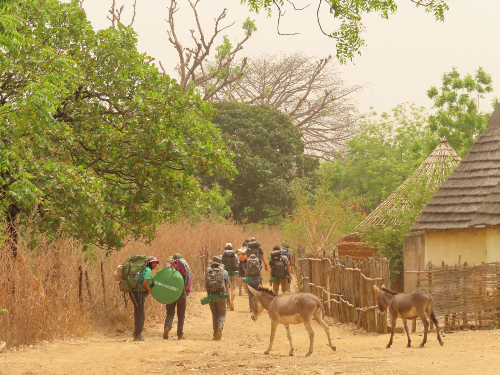 Donkeys on trek