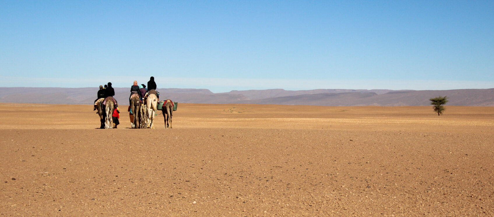camel train in desert