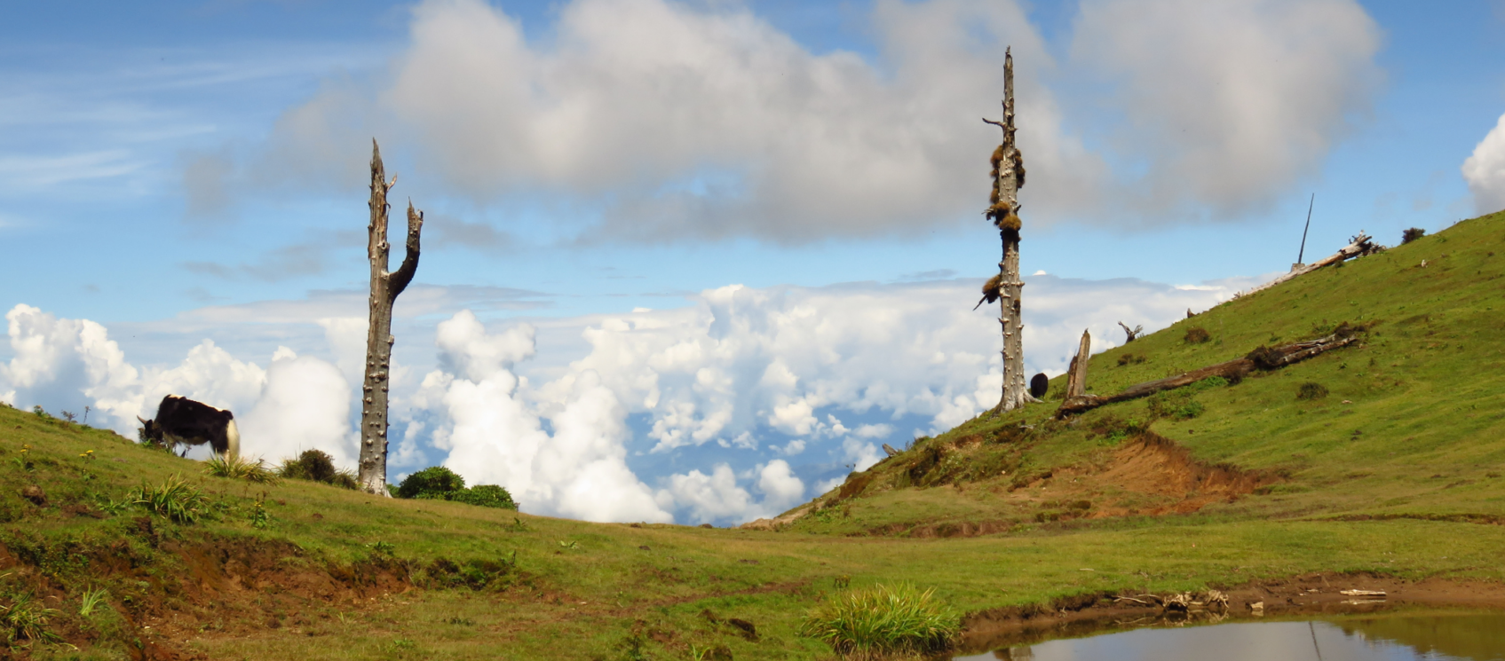green hill with clouds and two dead trees