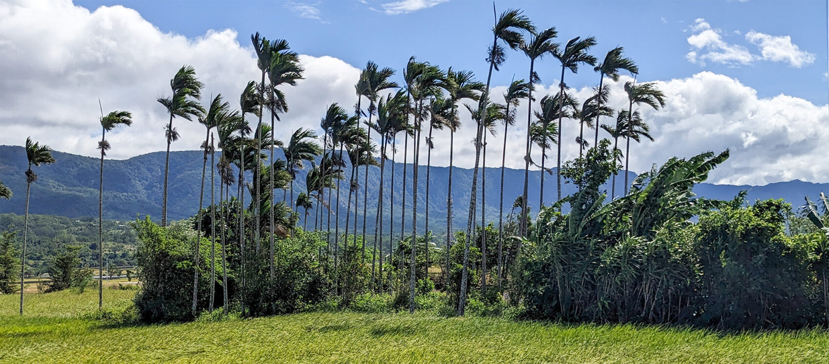 palm treas blowing in wind